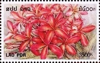 Red flowers