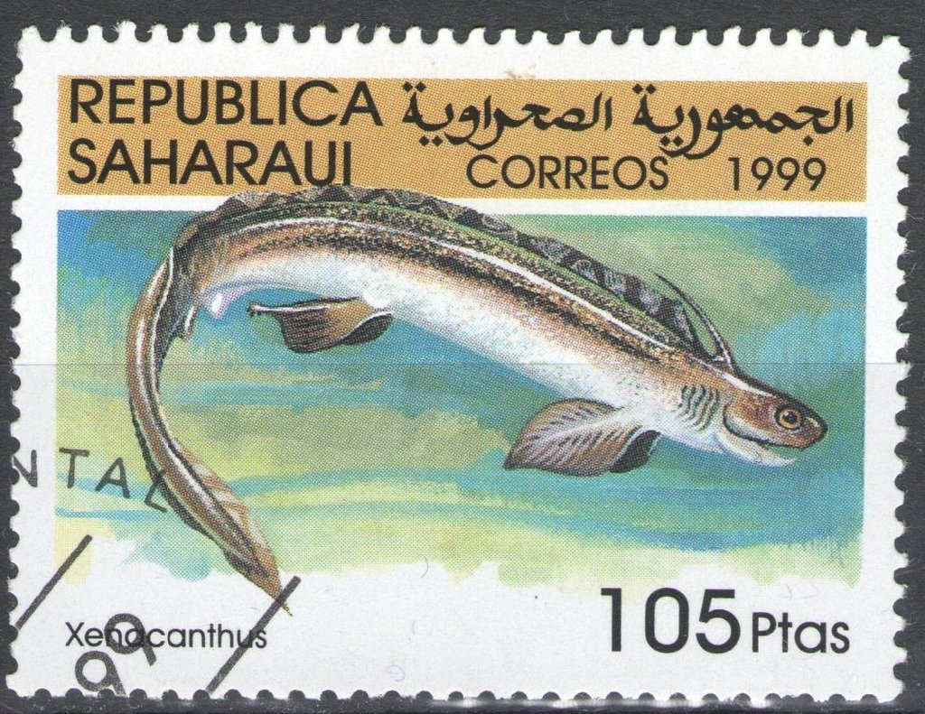 Xenacanthus