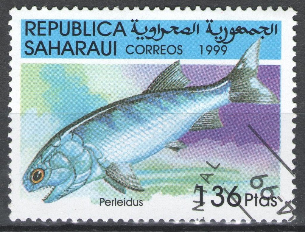 Perleidus