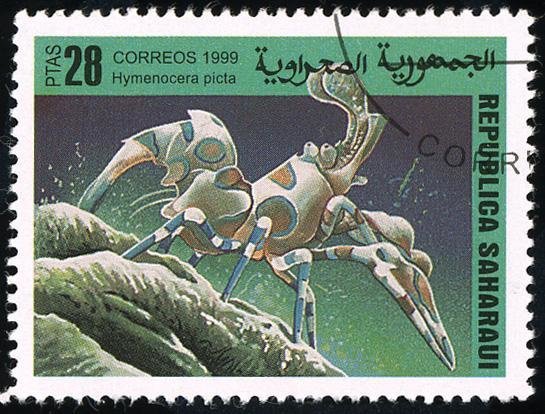 Hymenocera picta