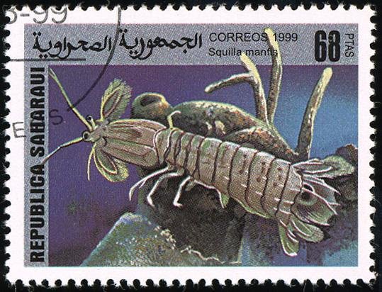 Squilla mantis
