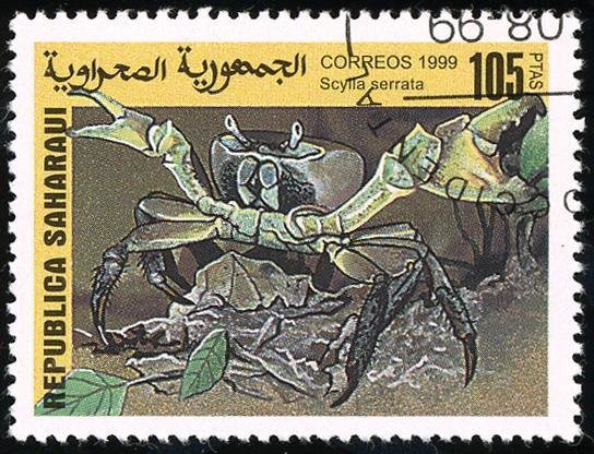 Scylla serrata