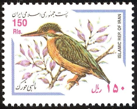 Common Kingfisher (Alcedo atthis)
