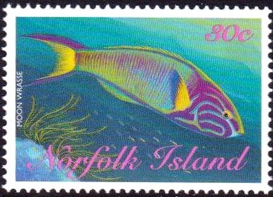 Moon Wrasse (Thalassoma lunare)