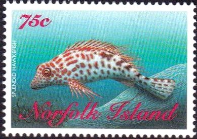 Splendid Hawkfish (Notocirrhitus splendens)