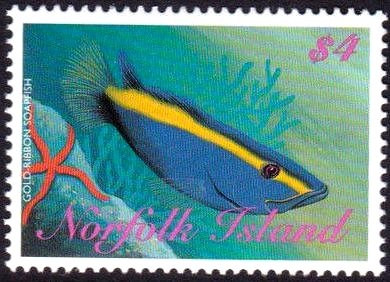 Goldribbon Soapfish (Aulacocephalus temminckii)