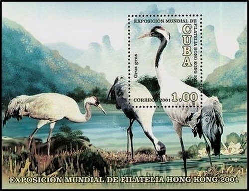 Gray Crane (Grus grus)