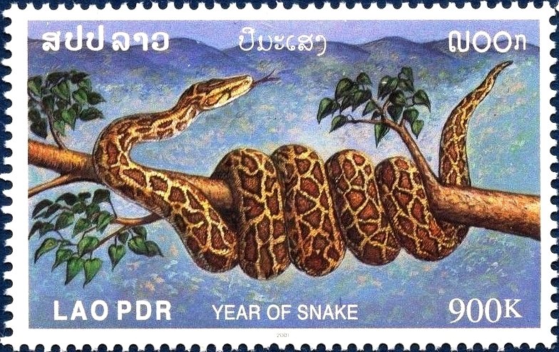 Indian Rock Python (Python molurus)