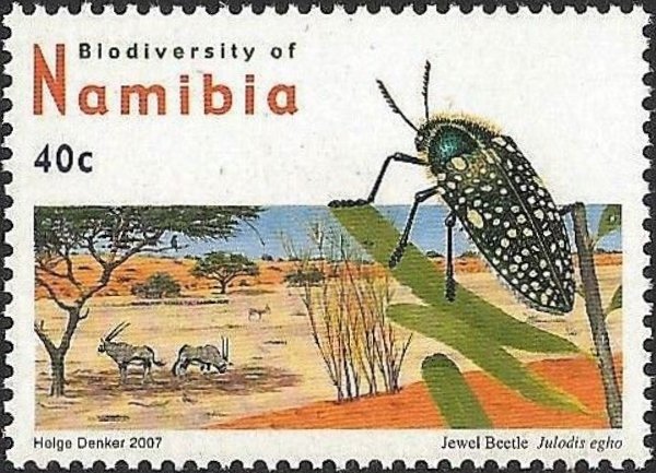Jewel Beetle (Julodis egho)