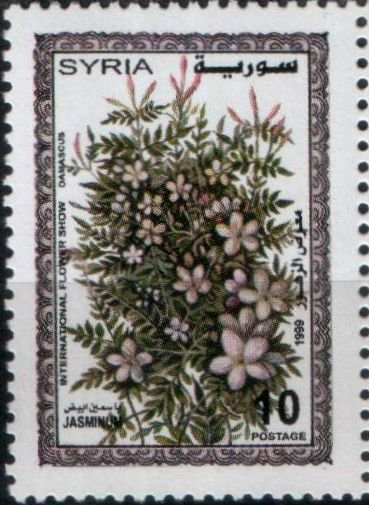 Jasminum.