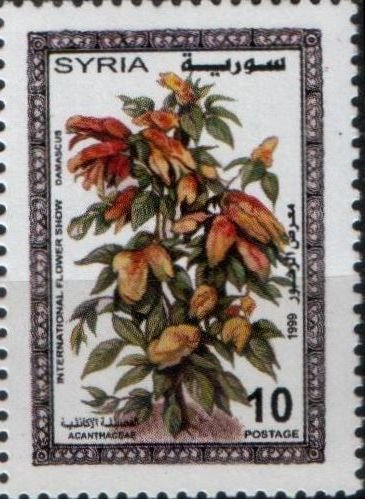 Acanthaceae.