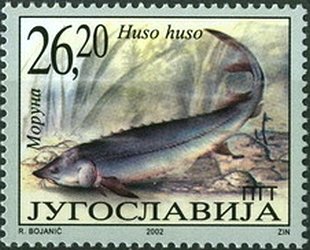 Giant Sturgeon (Huso huso)