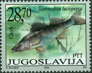 Zander (Stizostedion lucioperca)
