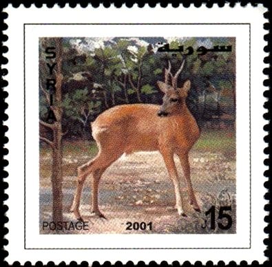 Roe Deer (Capreolus capreolus)