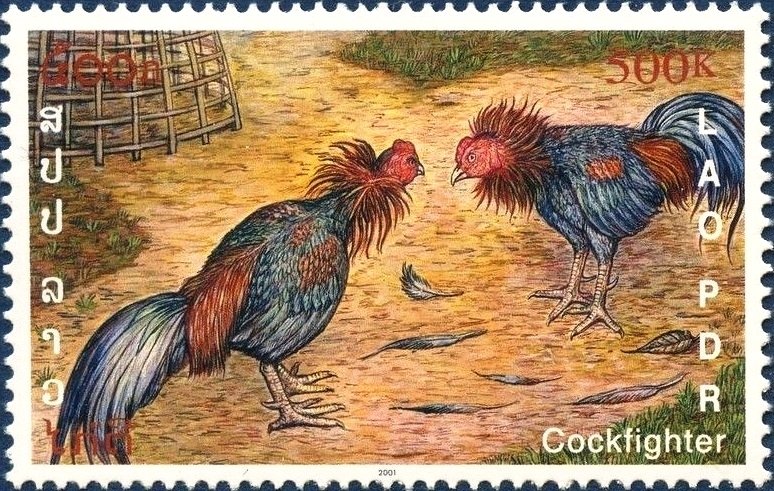 Fighting Cocks (Gallus gallus domesticus)