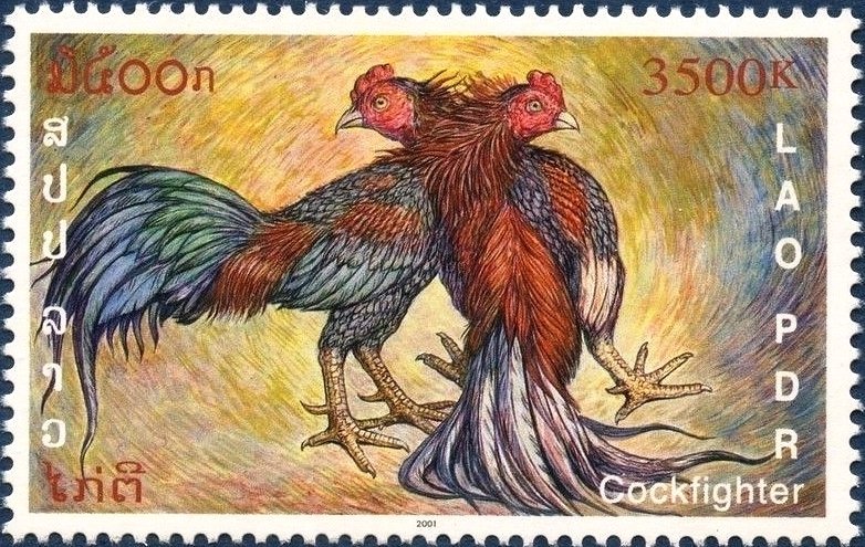 Fighting Cocks (Gallus gallus domesticus)
