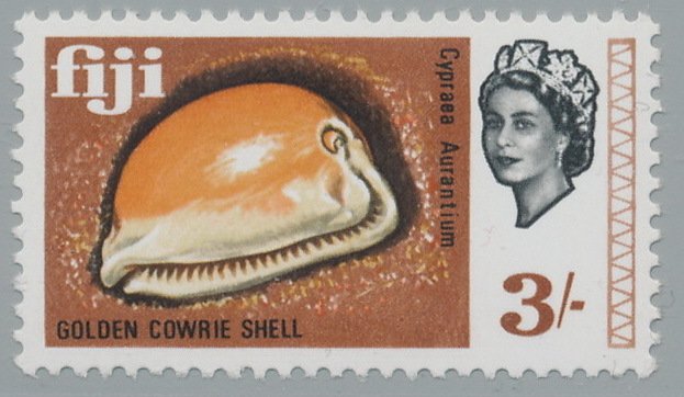Golden Cowrie (Lyncina aurantium)
