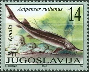 Sterlet (Acipenser ruthenus)