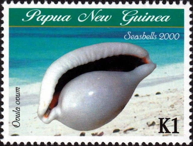 Egg Cowry (Ovula ovum)