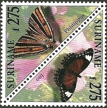 Ino, Common Palmking (Amathusia phidippus)