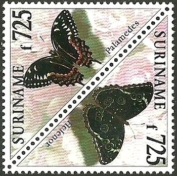 Palamedes Swallowtail (Papilio palamedes), Common Morpho (Mo