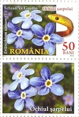Eritrichium nanum (Alpine Forget-me-not)