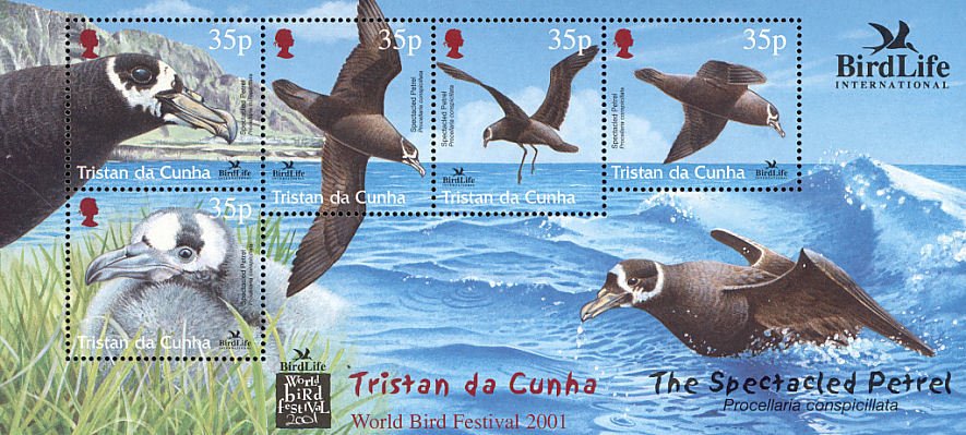 Spectacled Petrel (Procellaria conspicillata)