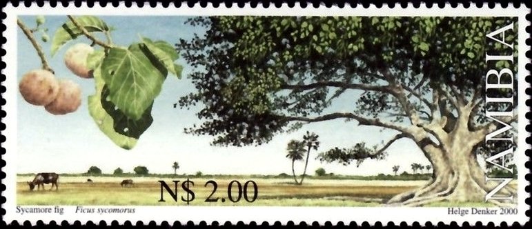 Ficus sycomorus