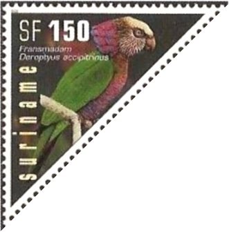 Red-fan Parrot (Deroptyus accipitrinus)