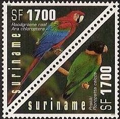Crimson Macaw (Ara chloroptera), Caica Parrot (Pionopsitta c