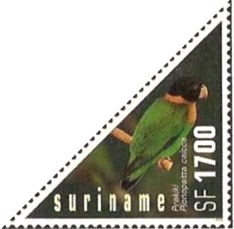 Caica Parrot (Pionopsitta caica)