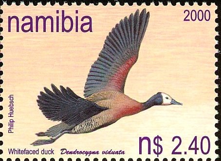 White-faced Whistling-Duck (Dendrocygna viduata)