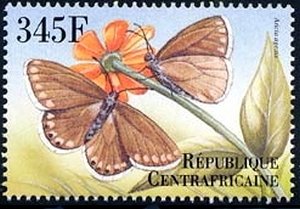 Brown Argus (Aricia agestis)