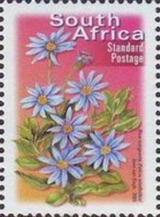 Felicia daisy (Felicia amelloides)