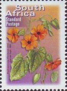 Black-eyed Susan vine (Thunbergia alata)