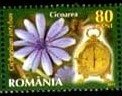 Common Chicory (Cichorium inthybus)