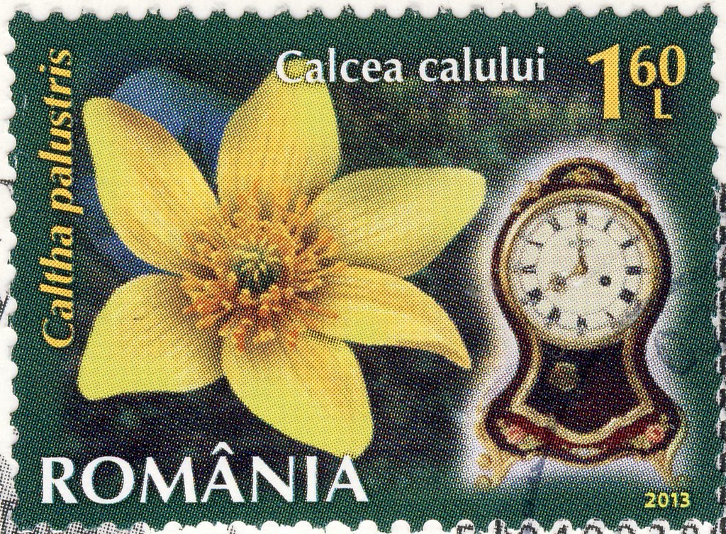 Marsh Marigold (Caltha palustris)