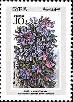 Mertensia.