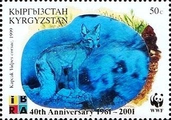 Corsac Fox (Vulpes corsac)