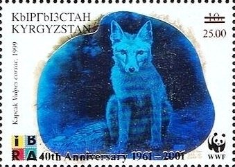 Corsac Fox (Vulpes corsac)