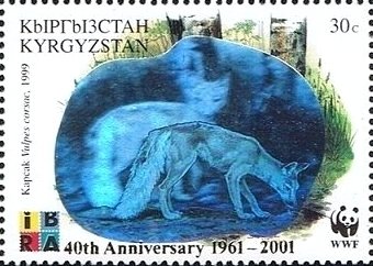 Corsac Fox (Vulpes corsac)