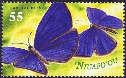 Dark Cerulean (Jamides bochus)