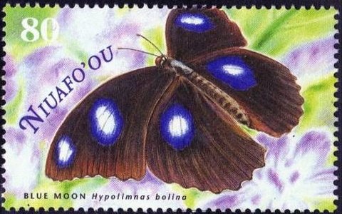 Blue Moon (Hypolimnas bolina)
