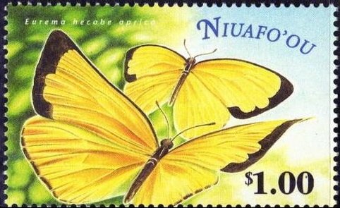 Large Grass Yellow (Eurema hecabe ssp. aprica)