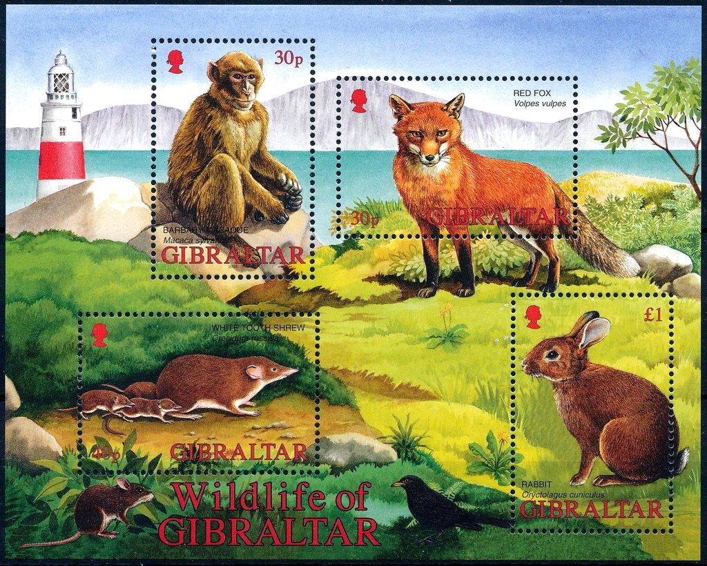 Barbary Macaque (Macaca sylvanus), Red Fox (Vulpes vulpes)