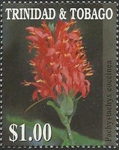 Pachystachys coccinea