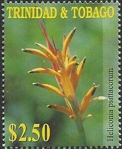 Heliconia psittacorum