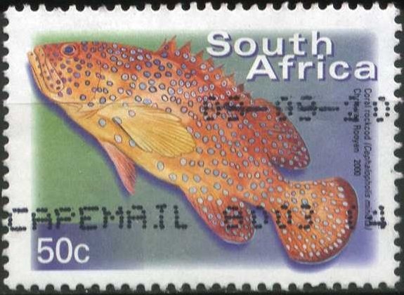 Coral Hind (Cephalopholis miniatus)