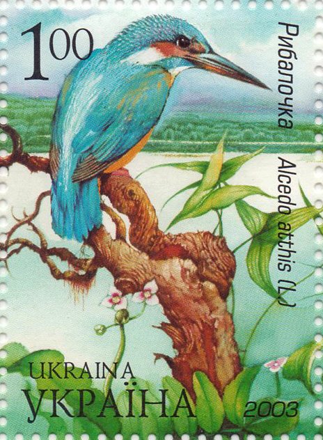 Common Kingfisher (Alcedo atthis)