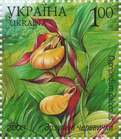 Lady's Slipper Orchid (Cypripedium calceolus)